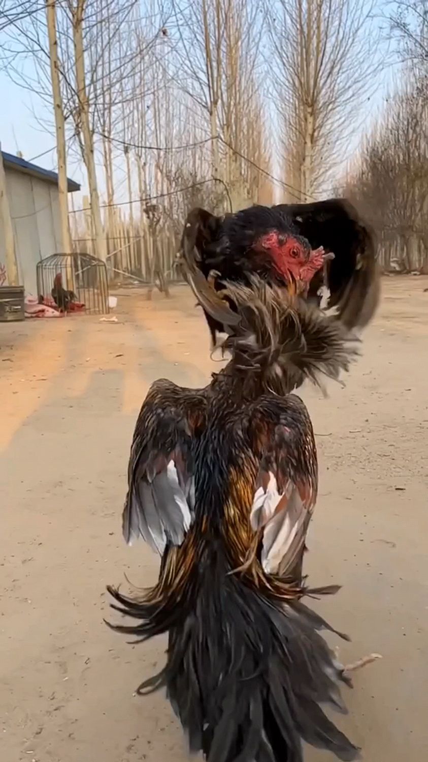 两只"鸡妖"为了吃唐僧肉,大打出手!-度小视