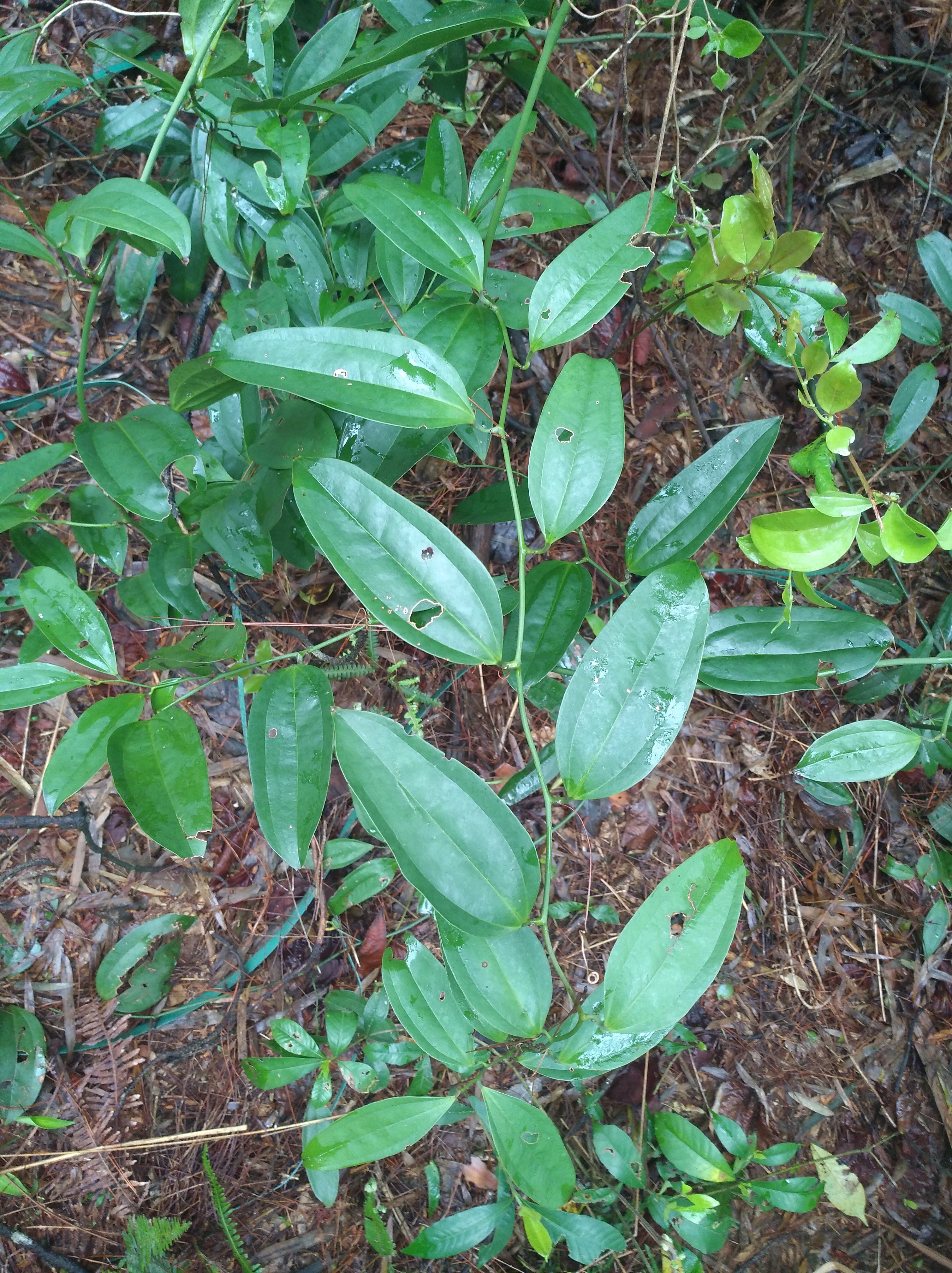 山里野生万寿竹,寓意很好养家里,观赏价值更高