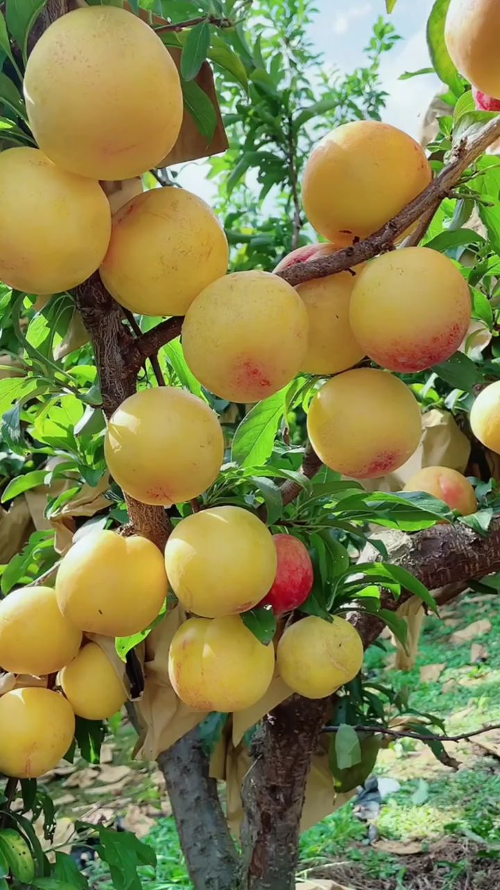国峰7号李子树,黄皮黄肉,颜色艳丽,好看好吃