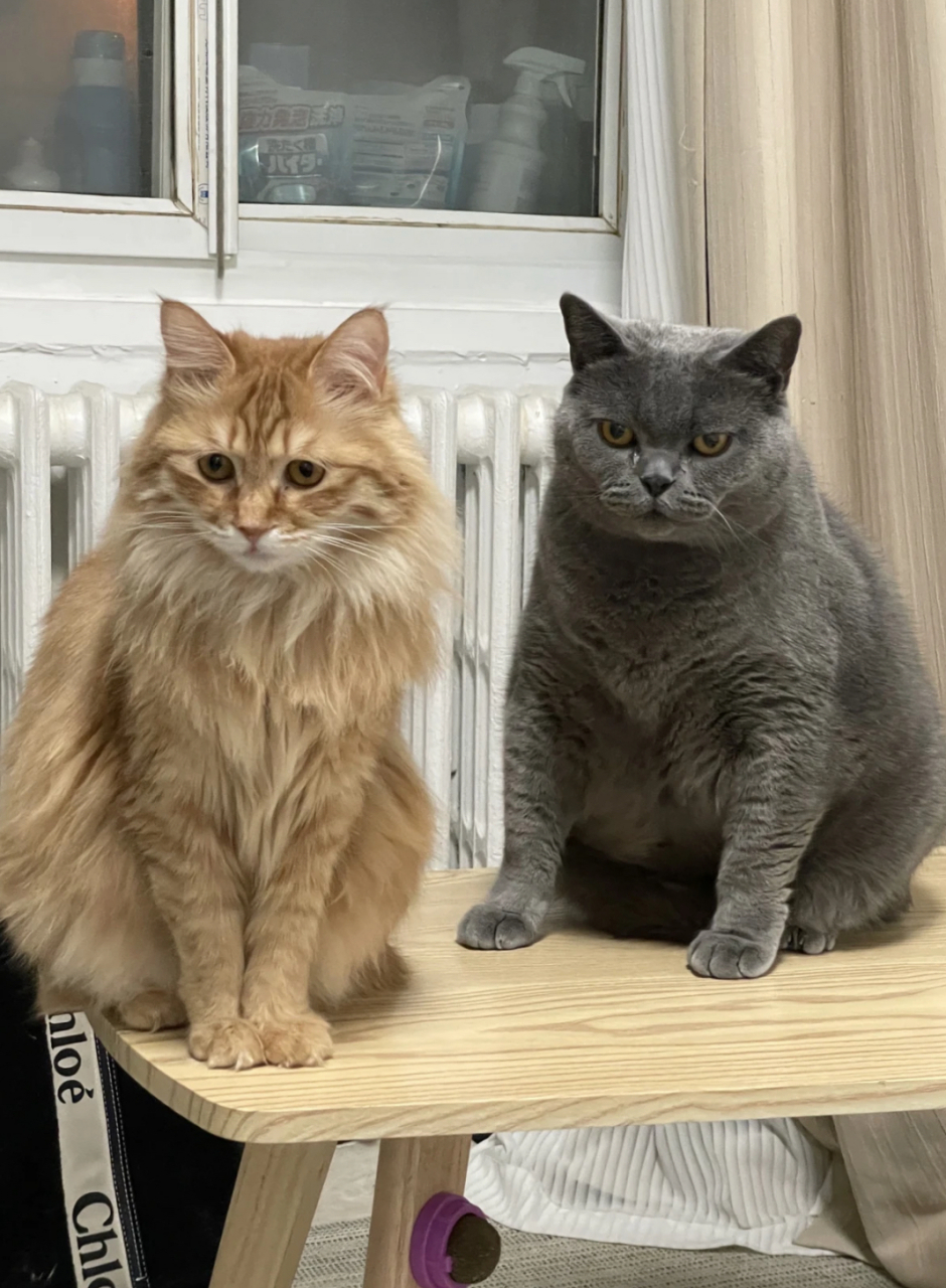 看坐姿|男猫女猫真的不一样哦[偷笑]