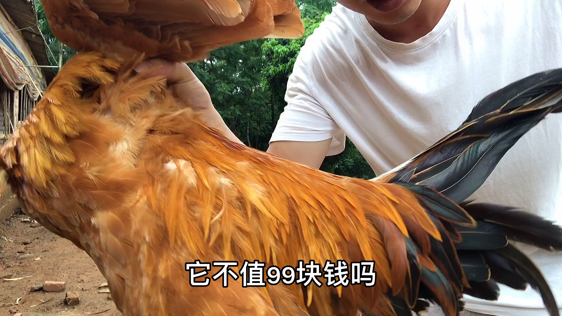 土鸡的价格有多贱?九个月土鸡直播甩卖无人理,世人都不爱了吗?