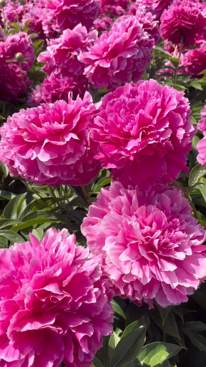 芍药品种:红峰,大花型