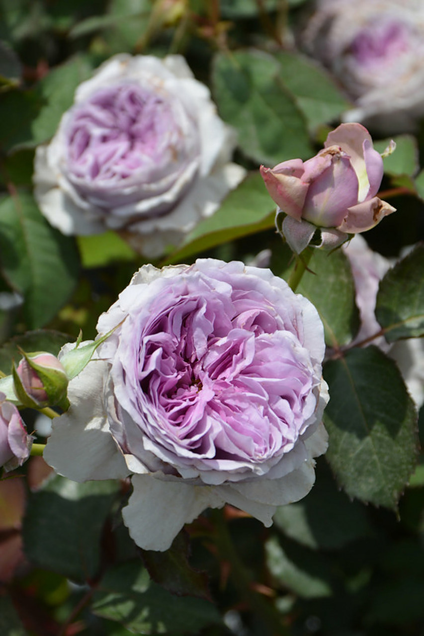 【木村月季 丽拉】适合新手种植的蓝紫色月季[鲜花] ①花色漂亮:自带