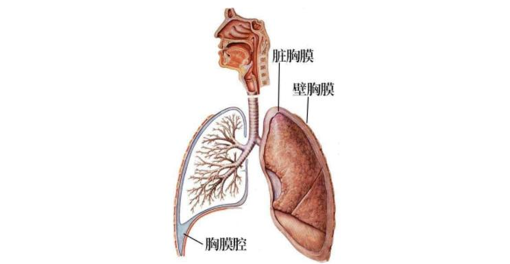 壁胸膜和脏胸膜图解图片