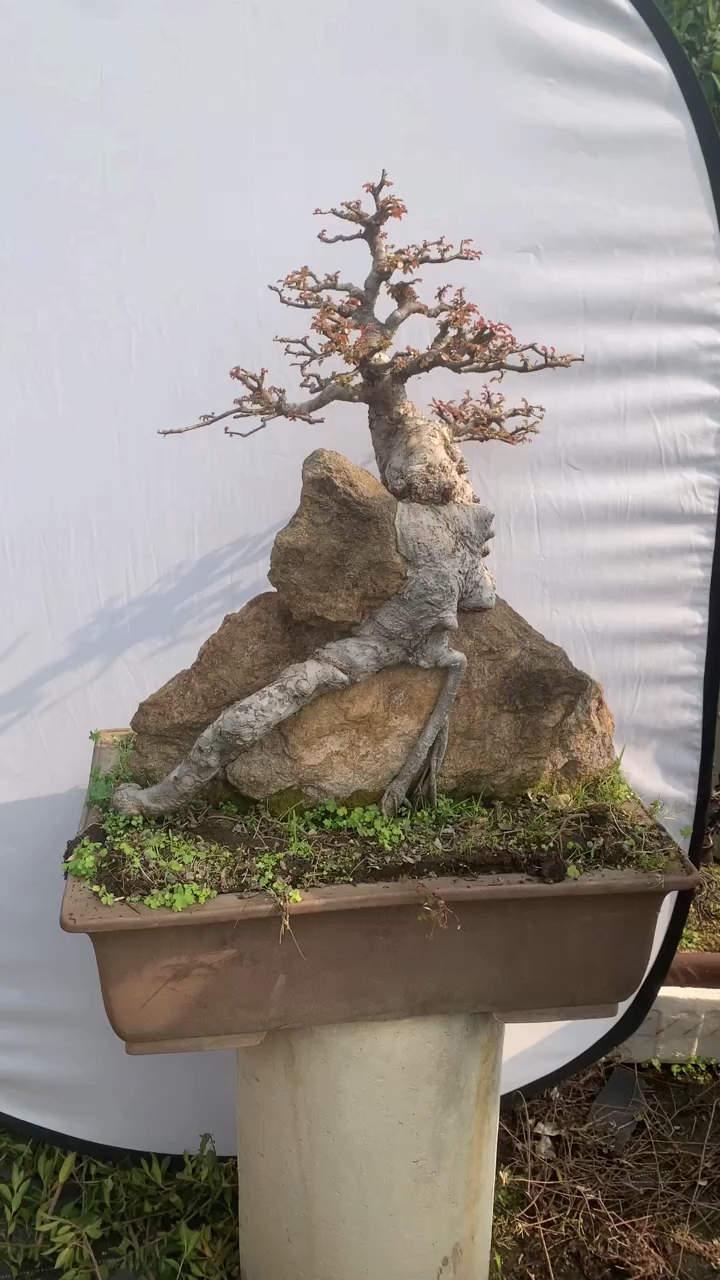 分享一棵天然抱石榆树盆景敬请欣赏