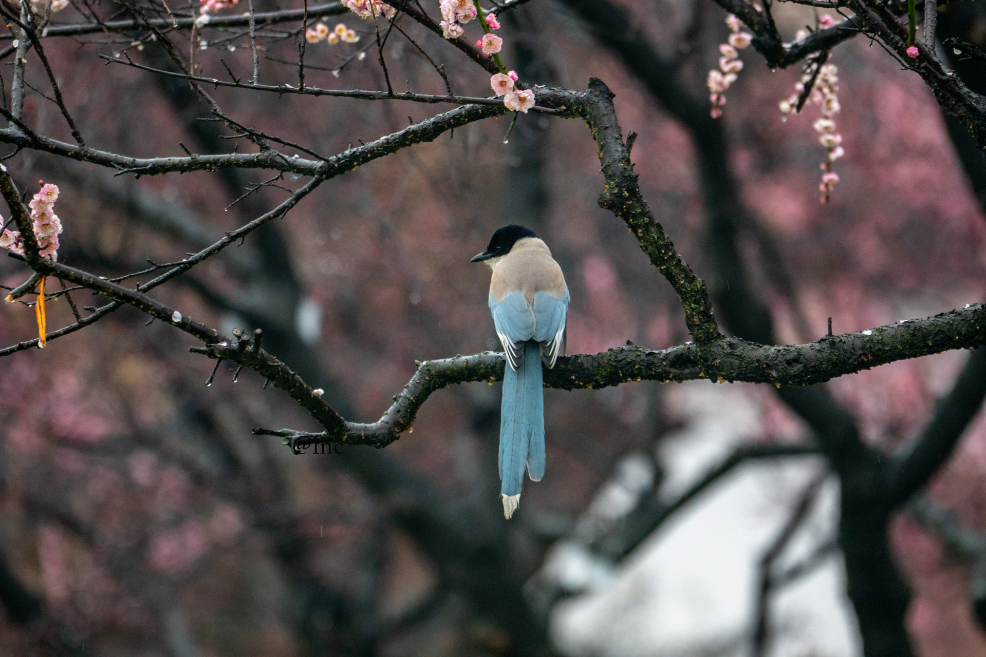 姑苏城外一茅屋,万树梅花月满天.
