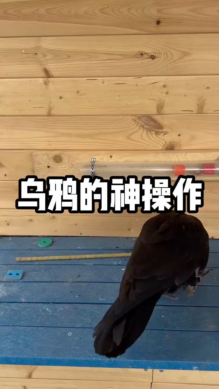神奇动物在快手#乌鸦#动物
