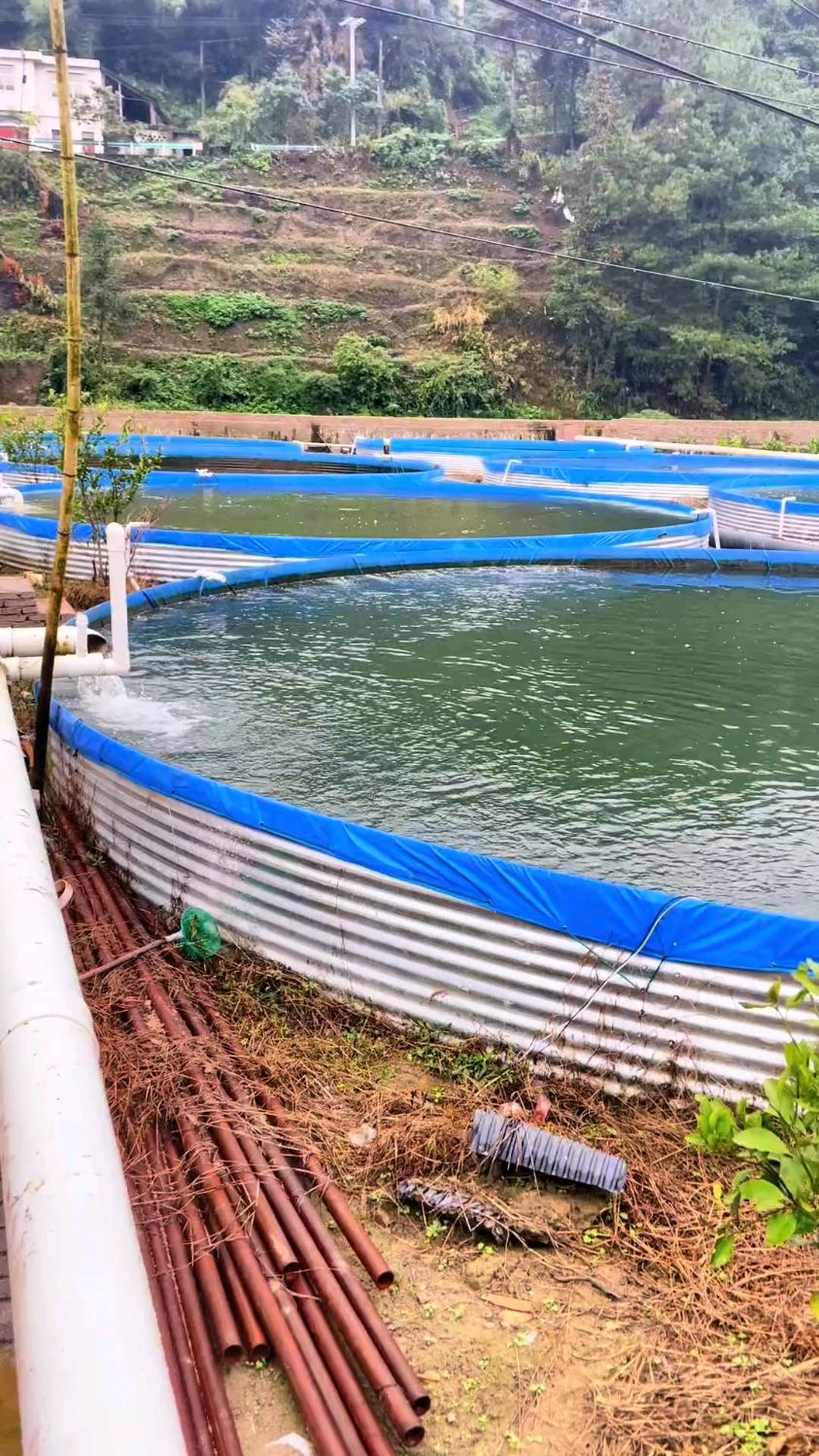 高密度养殖鲈鱼|每个圆桶可以养8000斤到10000斤鱼,新型高产能养殖模