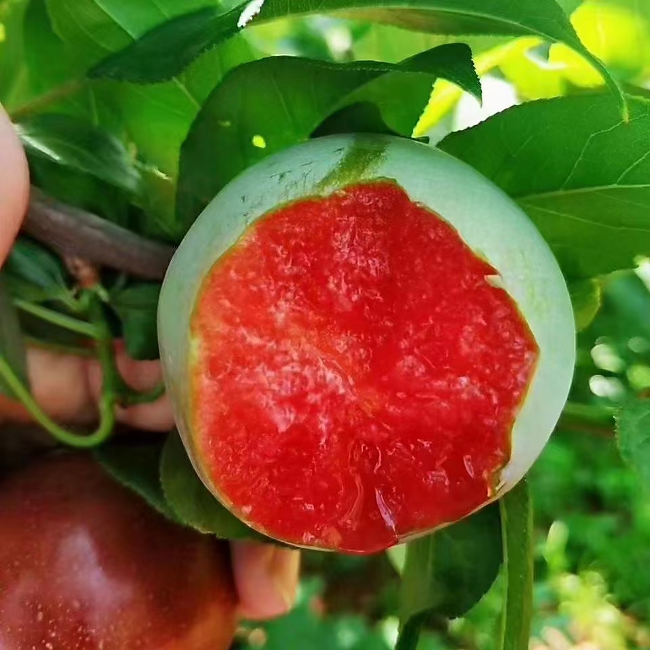 时令水果,绿皮红心味帝李子,李子里面帝王味道,天花板级别的口感,绿皮