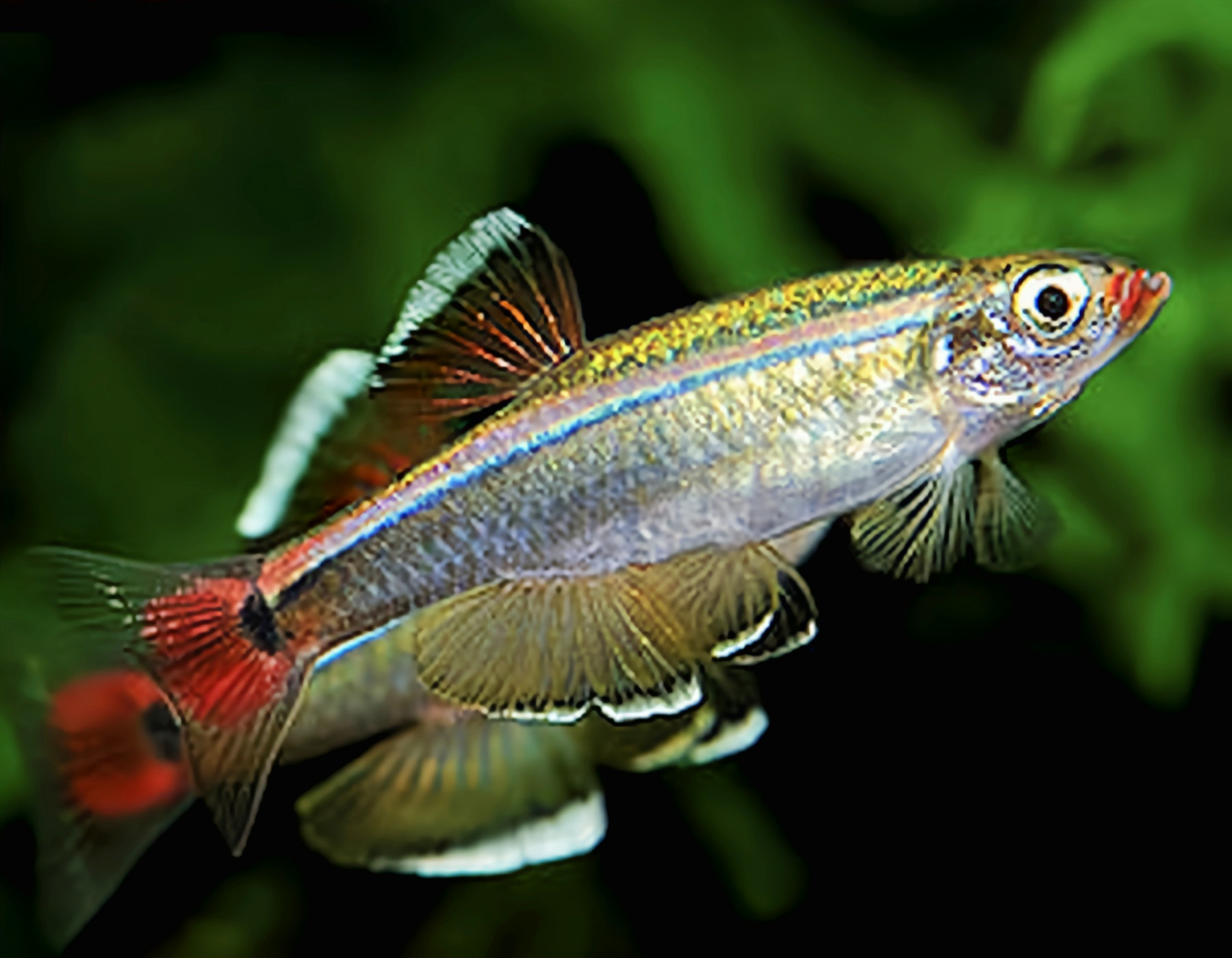 每天认识一种动物——白云金丝灯鱼 白云金丝灯鱼别名金丝鱼,彩金线鱼