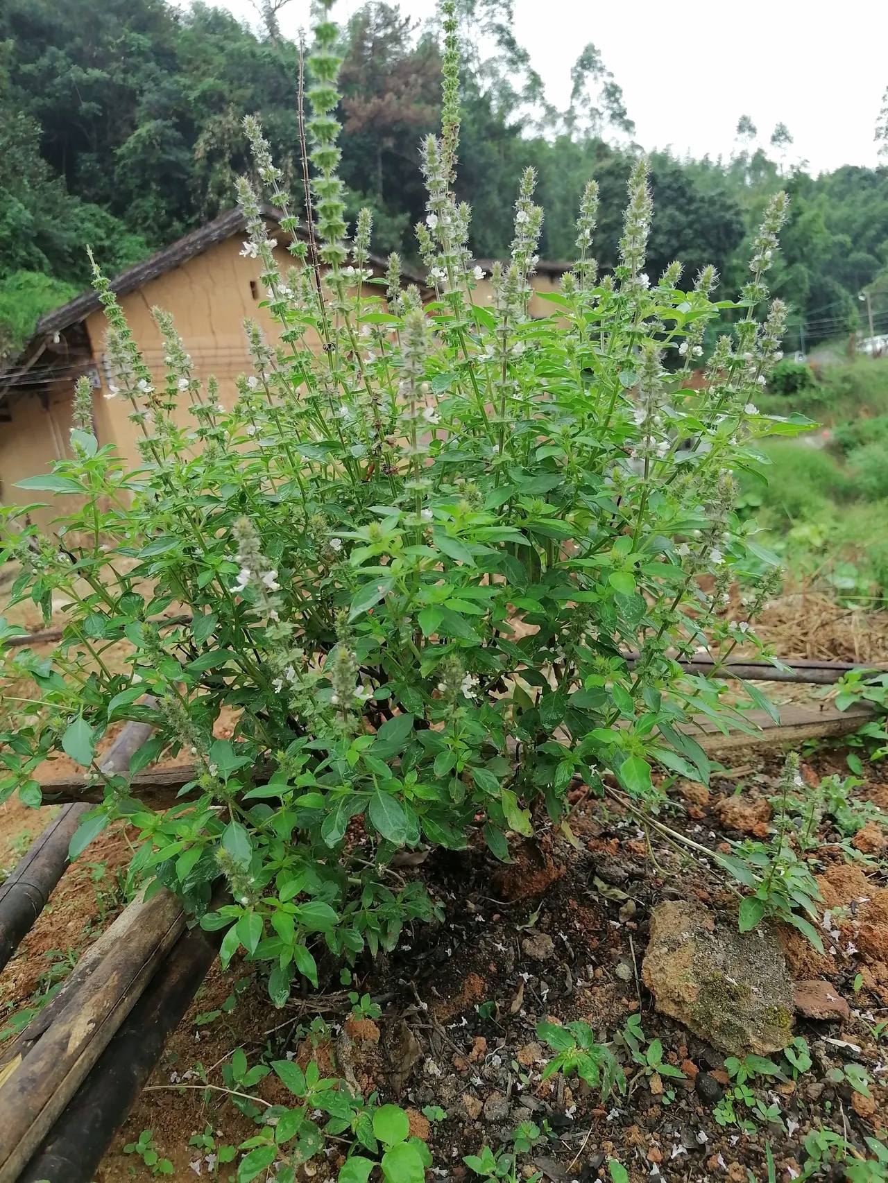 鱼串草的功效与图片图片