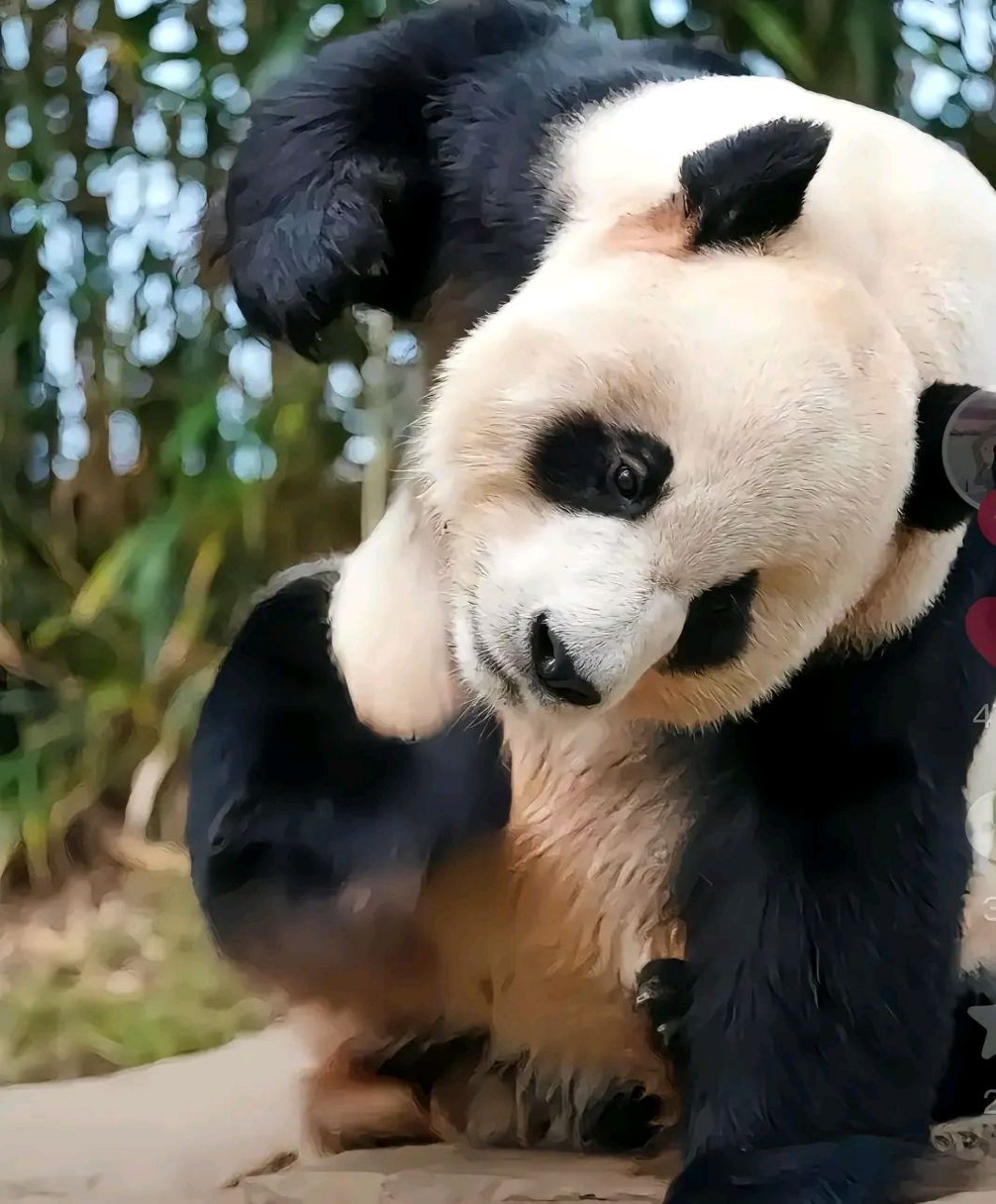 乐宝小时候打工得配合和游客拍照.