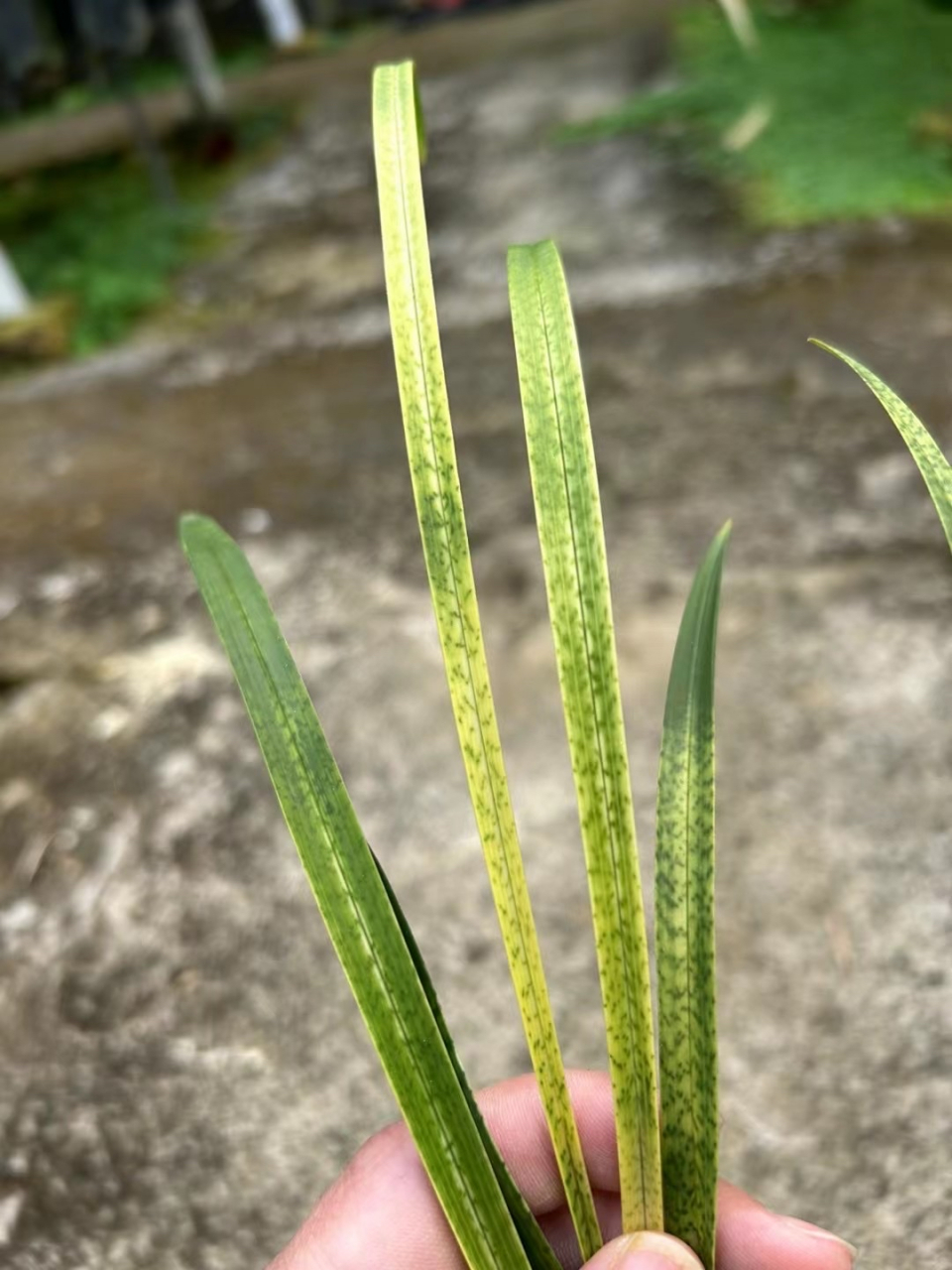 春兰 吻仔鱼 带花