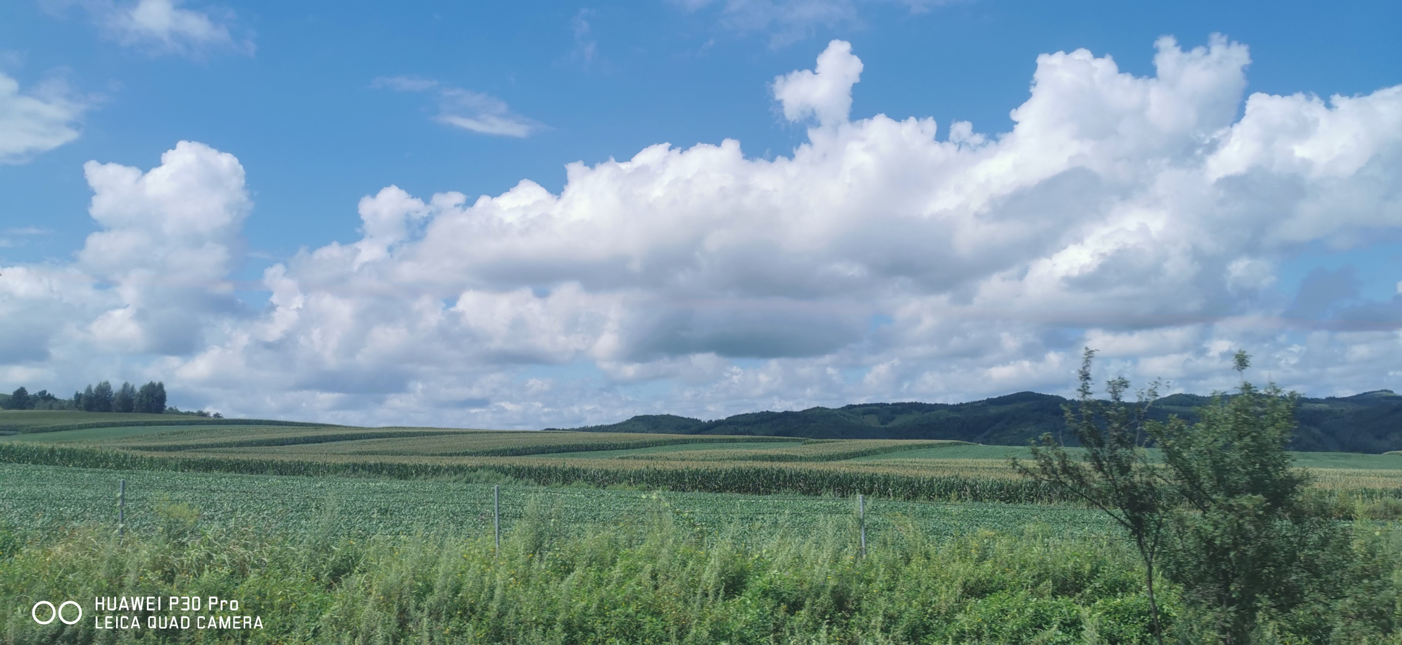 蓝天, 白云, 绿树, 远山, 屯子, 映衬着一望无际的玉米地.