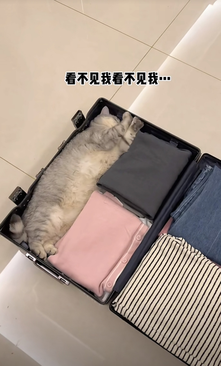 猫猫:看不见我,看不见我我只是一条猫巾.