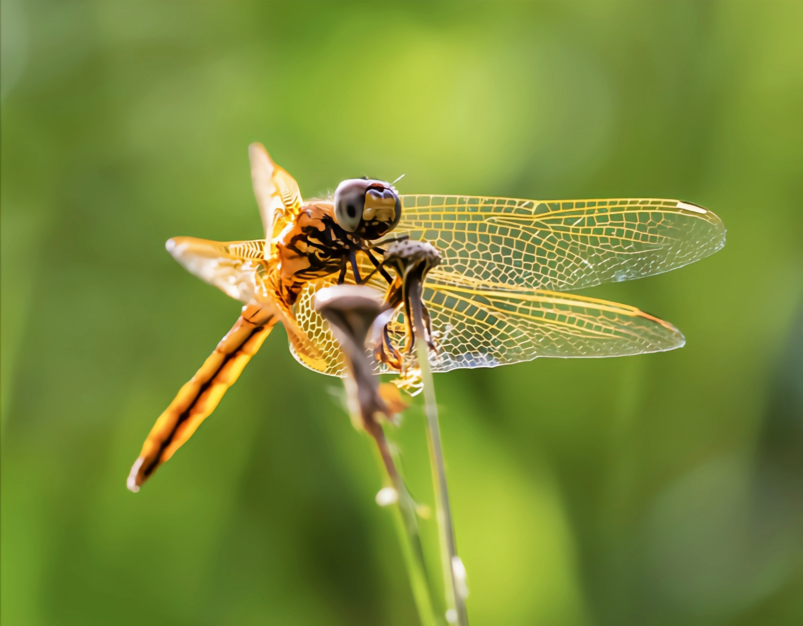 每天认识一种昆虫——薄翅蜻蜓 薄翅蜻蜓别名黄蜻,点水蜻蜓,是蜻蜓目