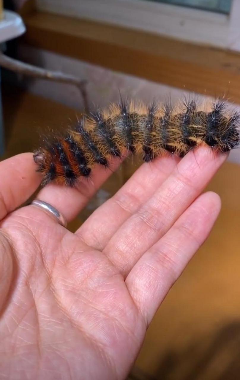 毛毛虫也能成为宠物,还是第一次见到的