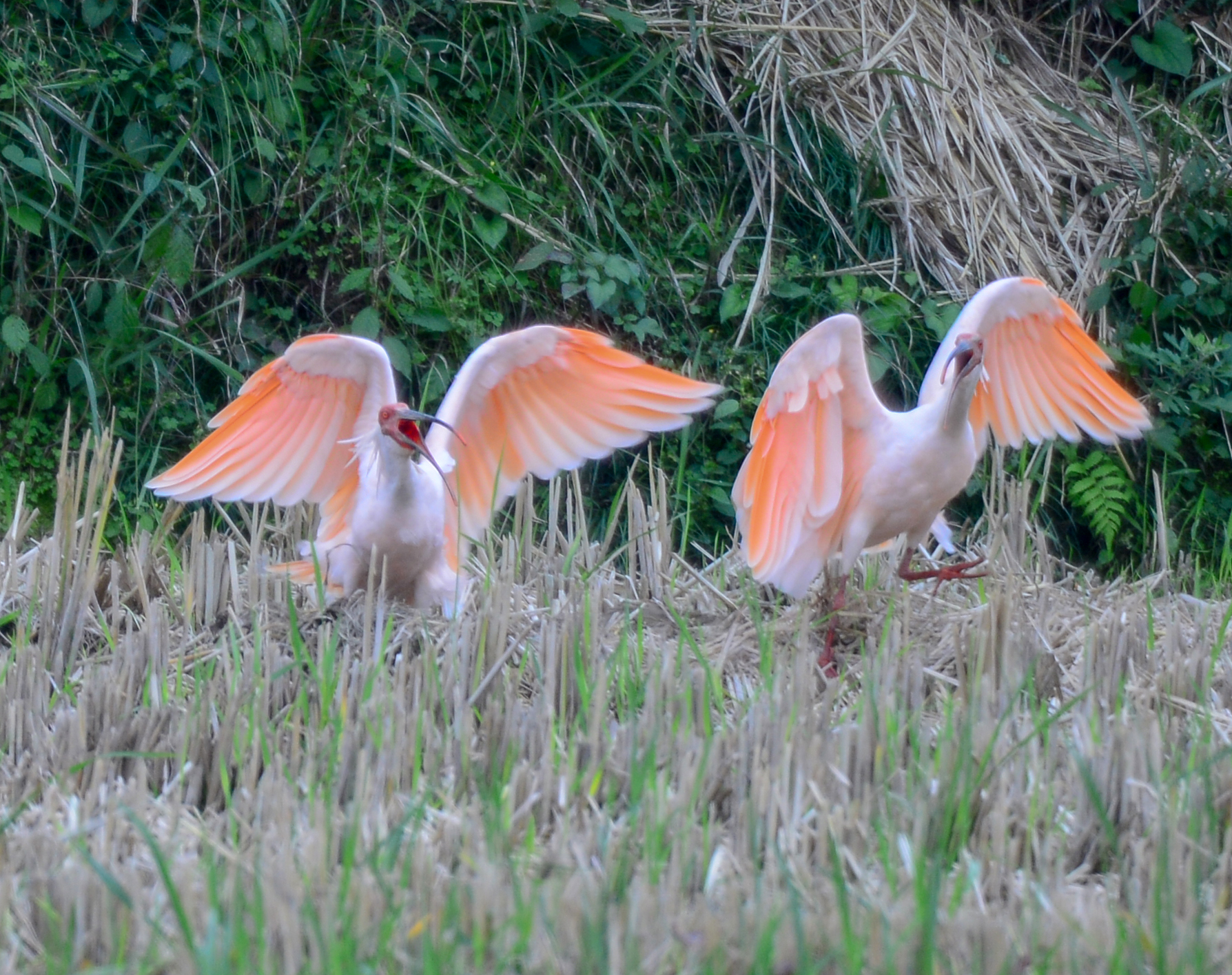 航拍洋县朱鹮自然保护区