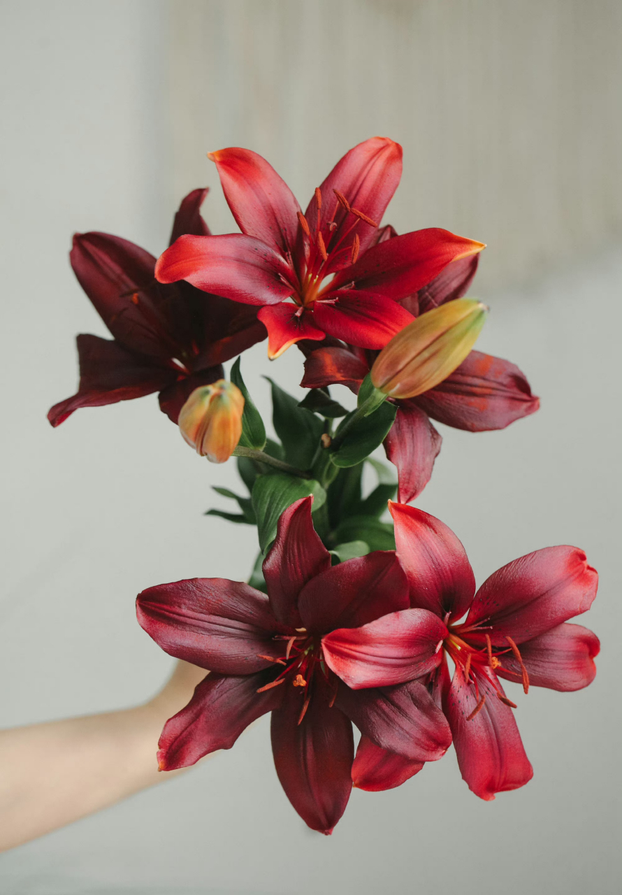 黑宝石百合08|纯正的酒红色,自带高级的油亮质感,与众不同也没有