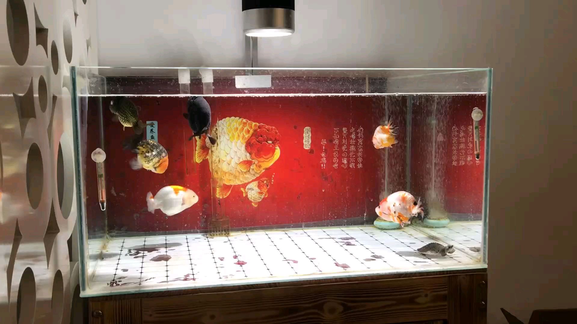 新手学养鱼第五期:新缸到家如何开缸养水