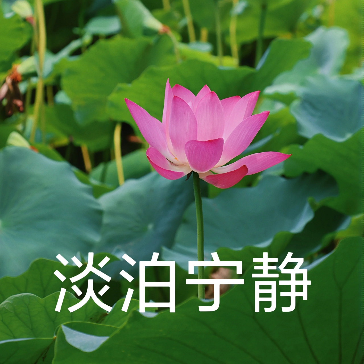 开始知足常乐的心态,花开富贵好运来,荷花头像