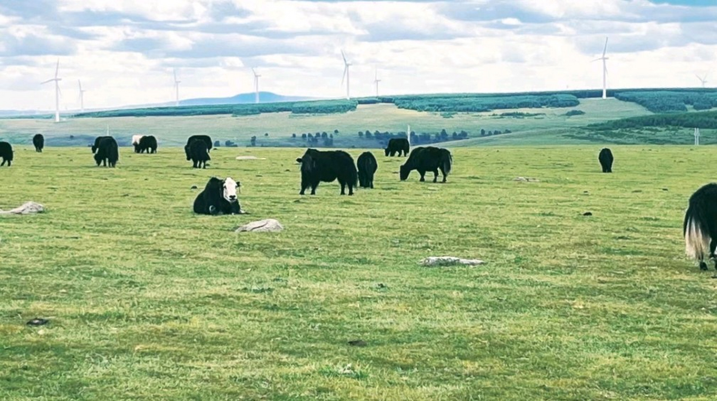 河北承德围场红松洼国家级自然保护区,是一片广袤的山地草原,大自然的