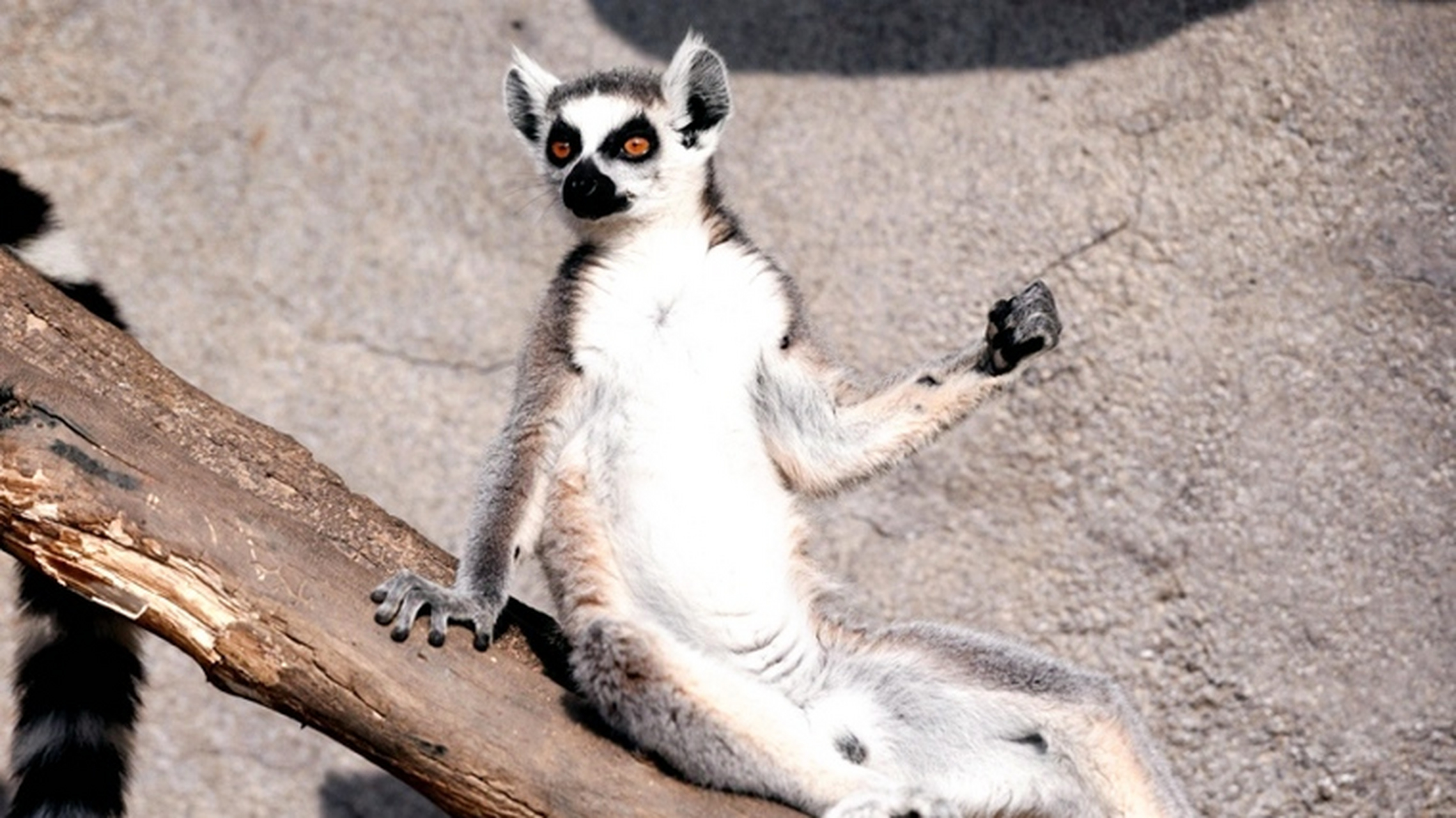 环尾猴这坐姿,这神态,简直太逗了,宛若一个大仙.#趣图搞笑