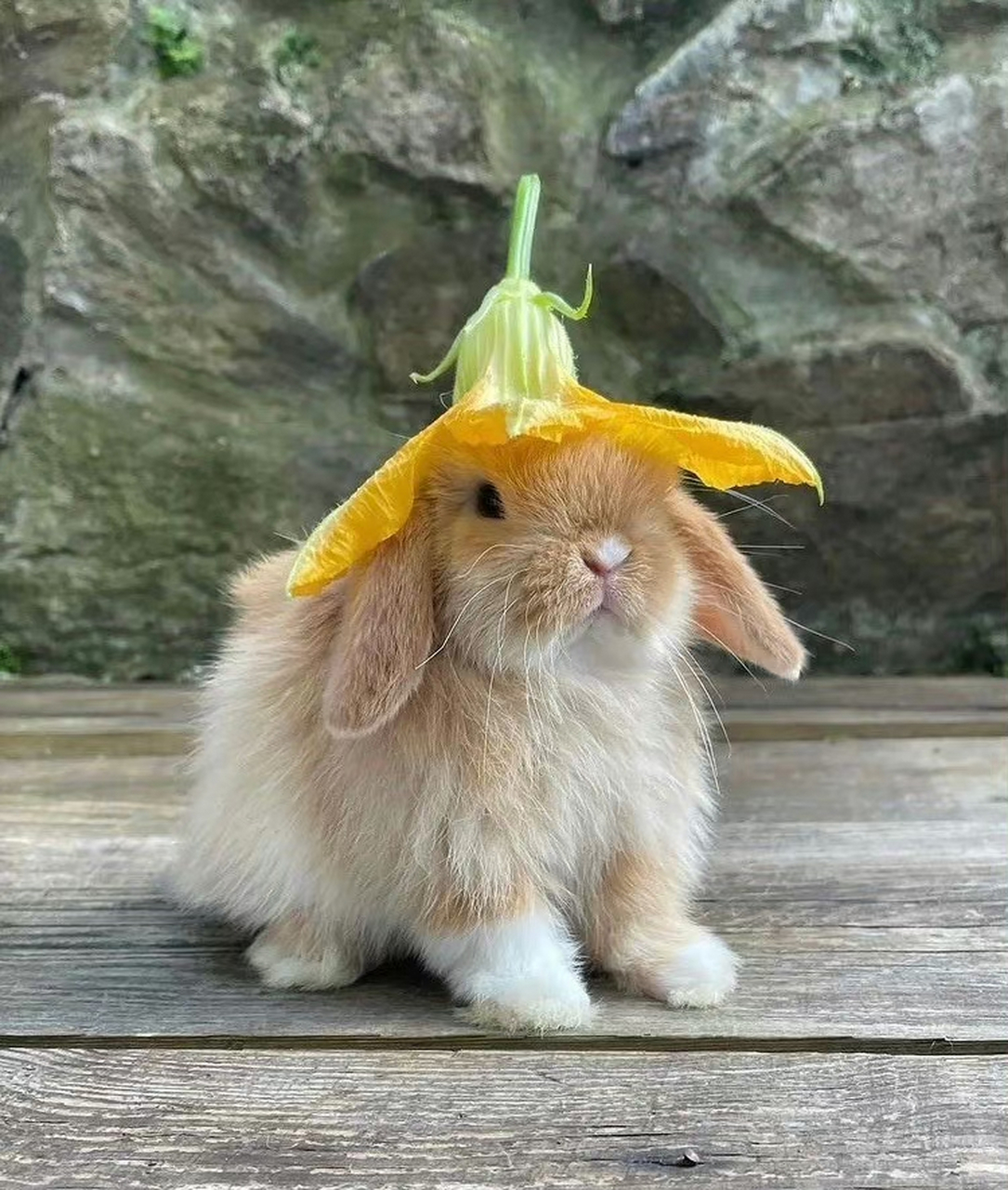 花兔兔那么可爱