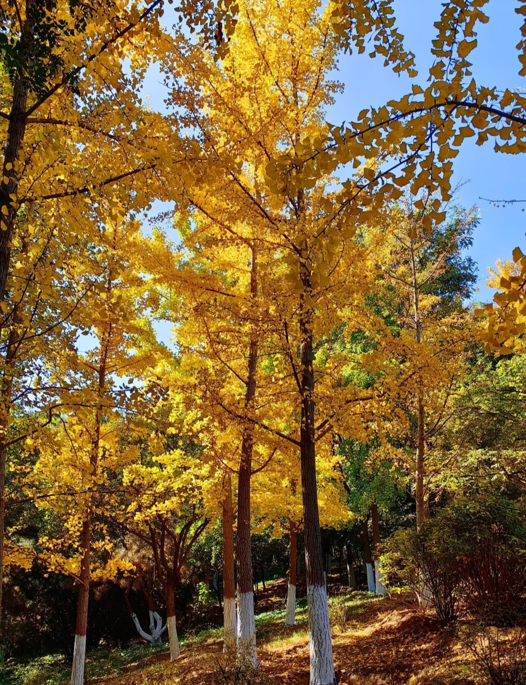 「揭秘廊坊」燕郊植物园:私人花园中的植物王国!