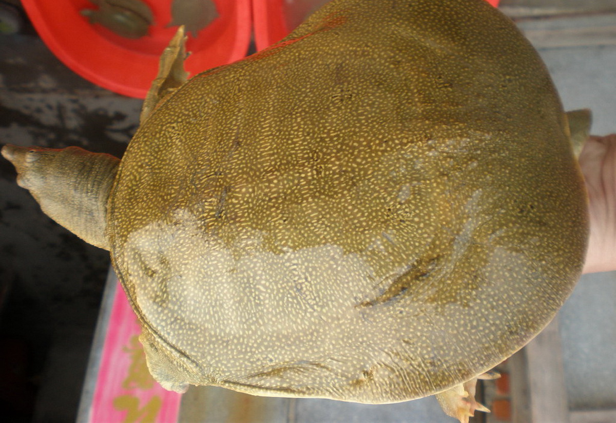 江西一男子用养殖的甲鱼行骗,被抓时身上还藏了十来只