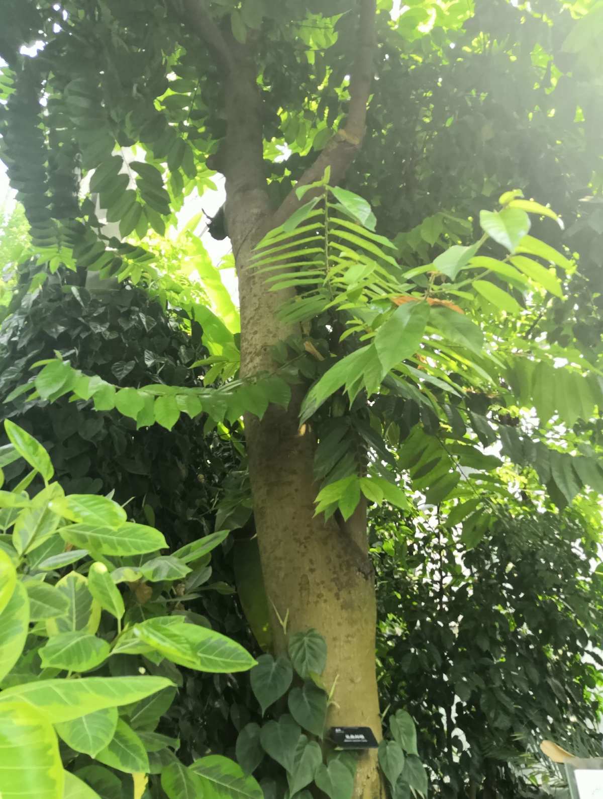 "见血封喉"箭毒木:一种植如其名的剧毒树木