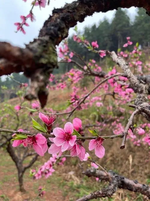 春桃婀娜君前俏,美酒欢斜阳照.桃园忆故人