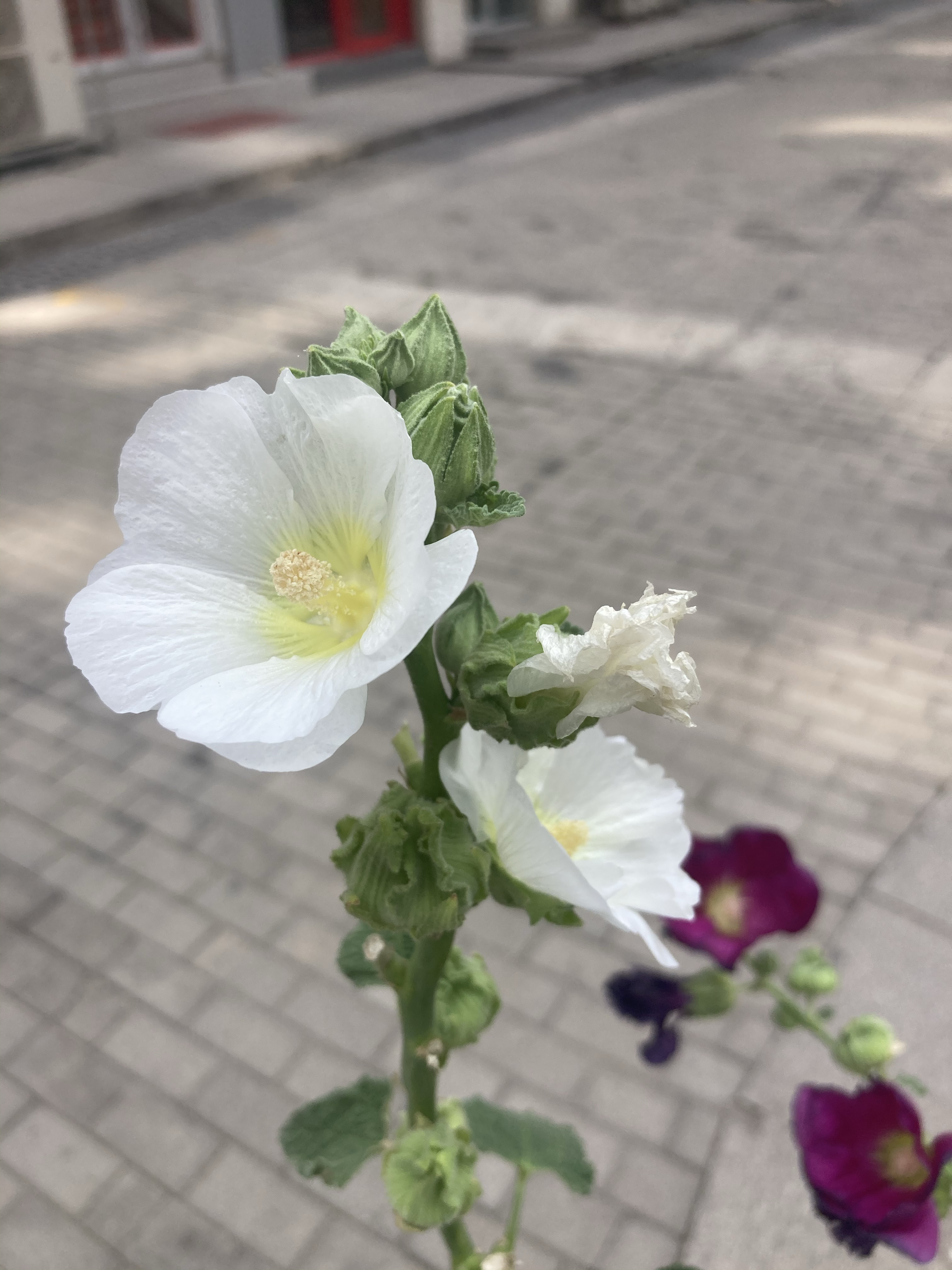 青青园中葵——花开一丈是蜀葵