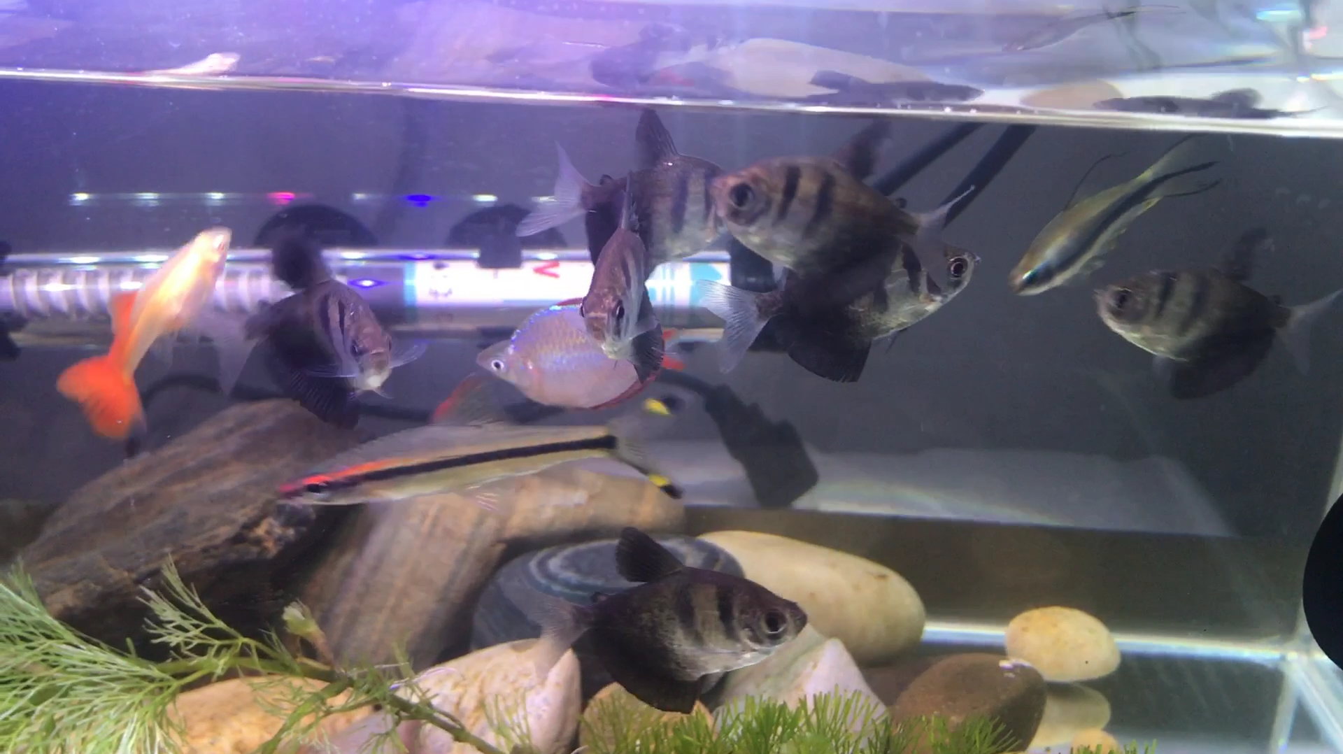 5种混养的热带鱼,比较和谐共处的混养品种!你们了解吗?