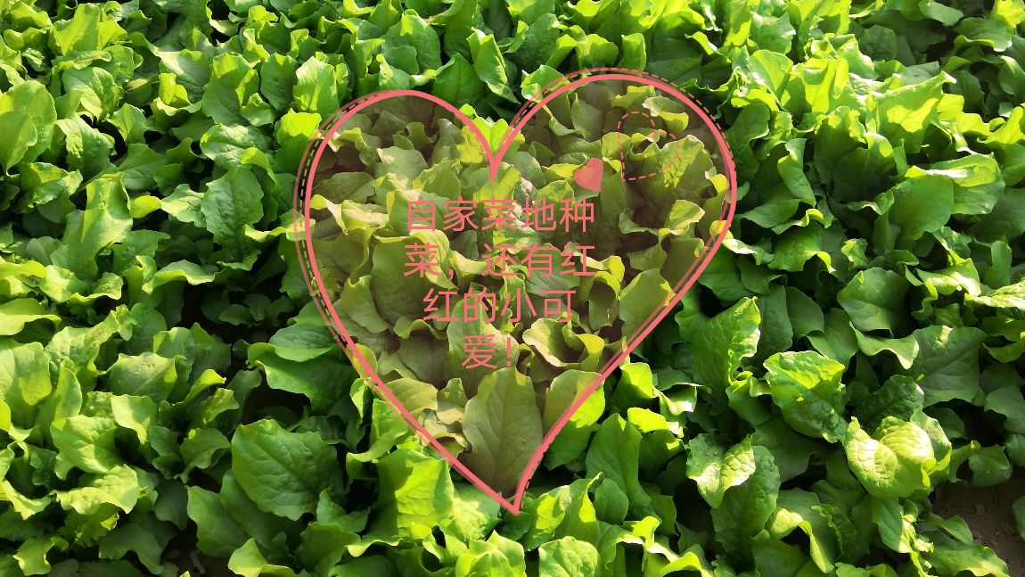 自家菜地更新蔬菜种类,还有红红的小可爱!