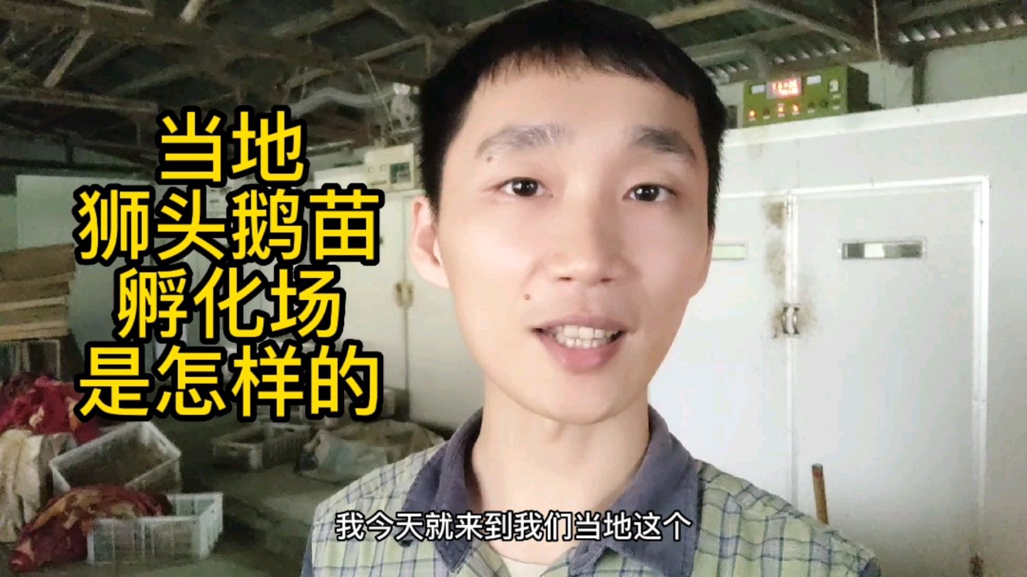 带你参观了解当地小型家庭狮头鹅孵化场