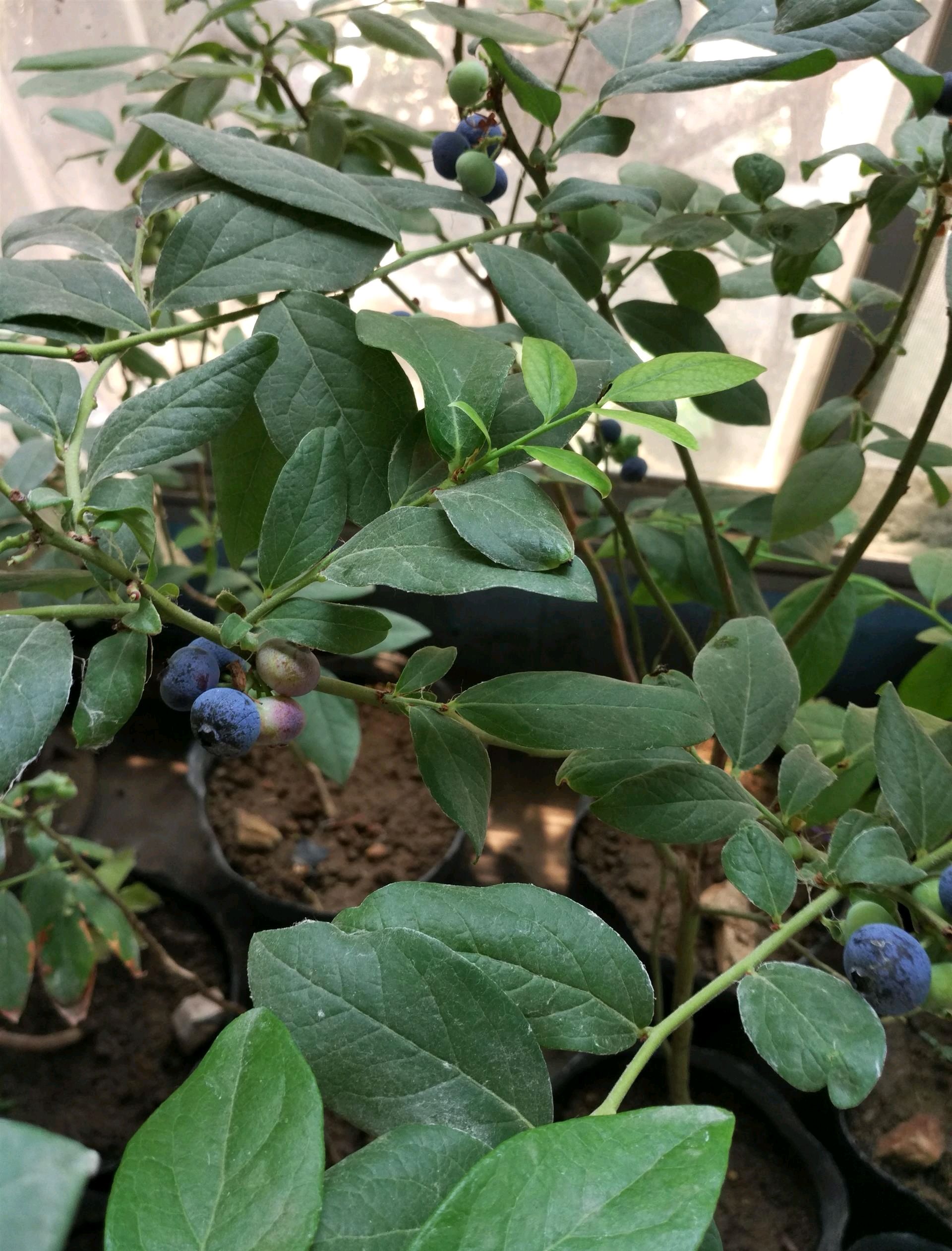 高度80公分的莱克西蓝莓苗品种介绍,两年莱克西蓝莓苗哪里有