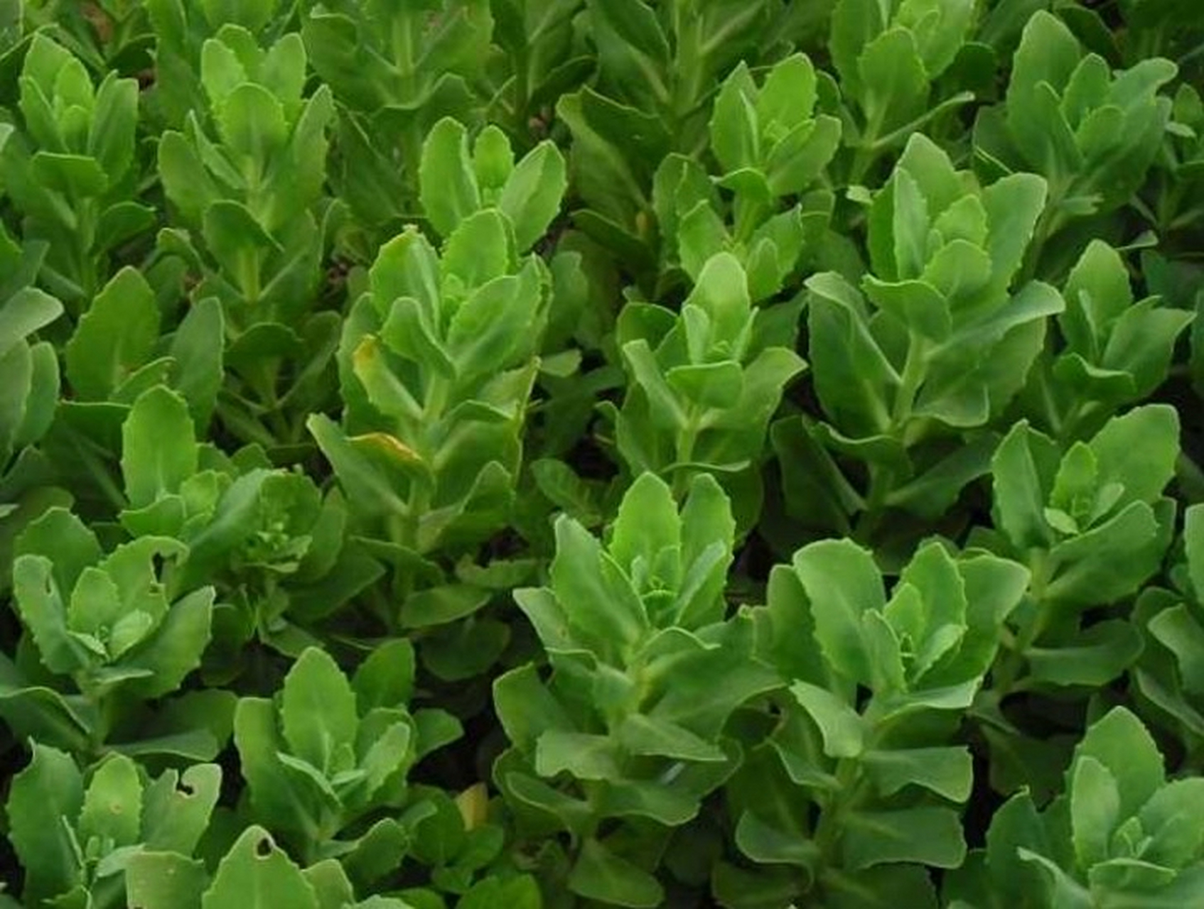 这种草大家认识吗,分享给大家,学名叫:八宝草,记住它的样子就行,现在