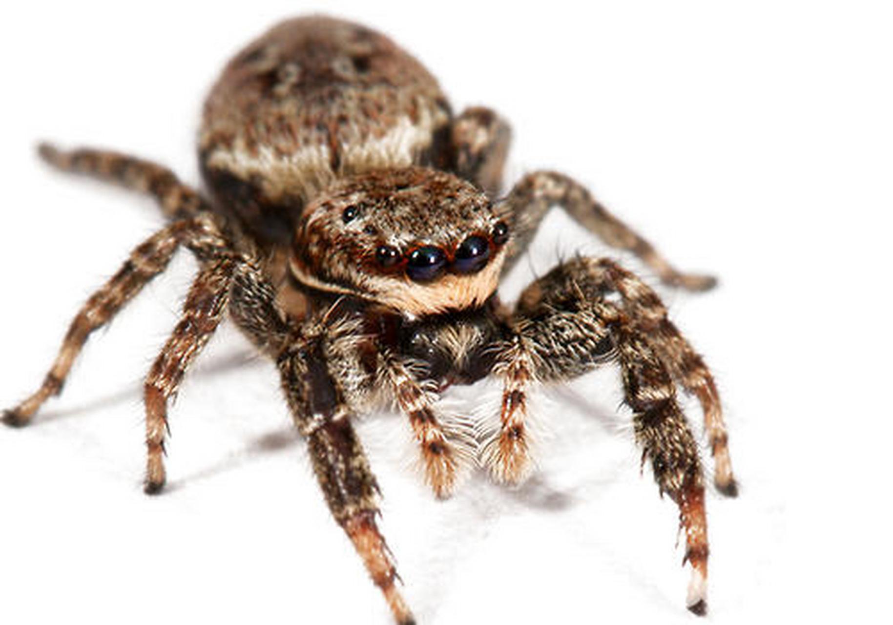 看到这个坦克,具有毛茸茸的伪装,两个大灯好像眼睛,我