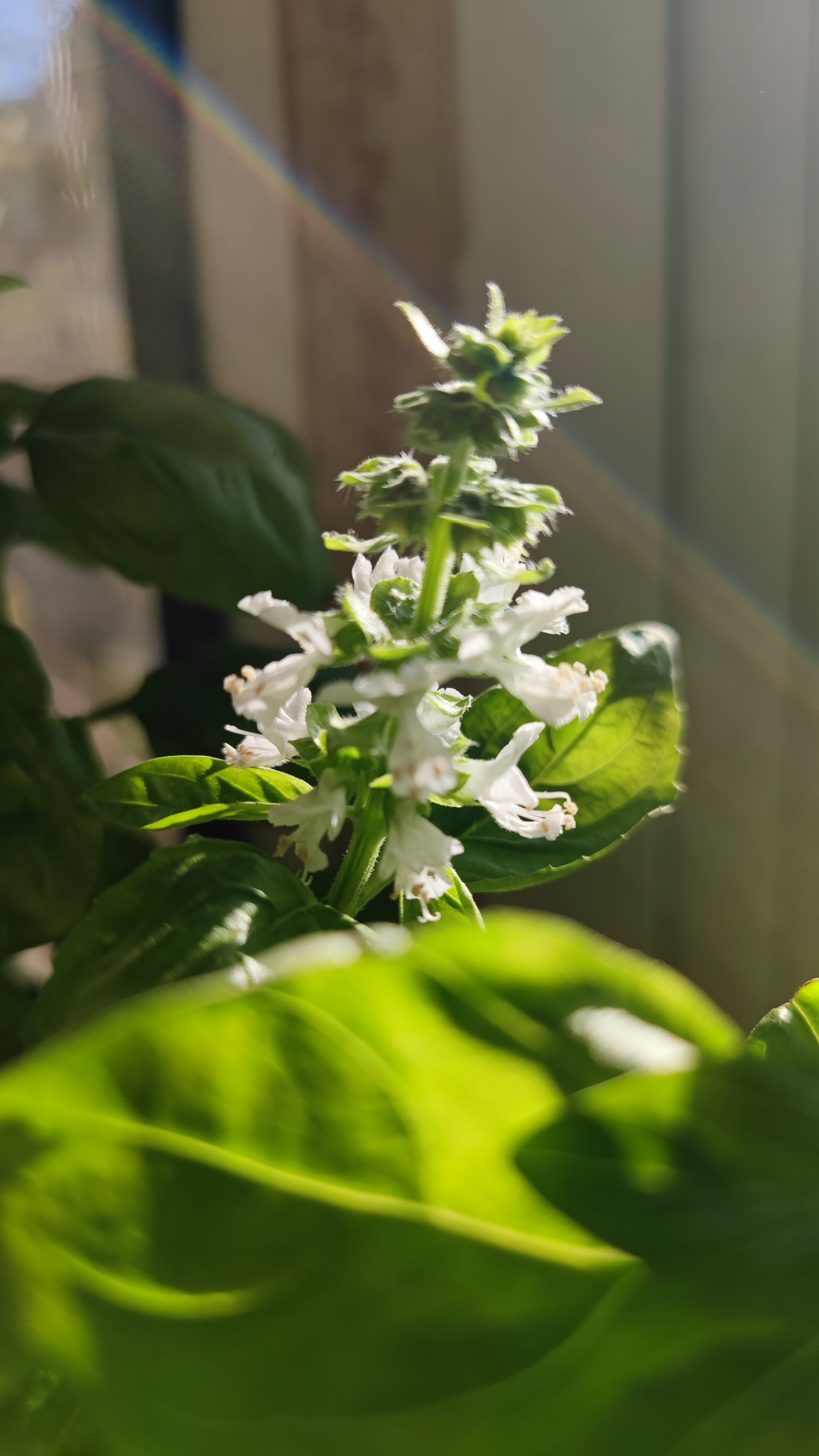 是唇形科罗勒属一年生草本植物,又叫九层塔,金不换