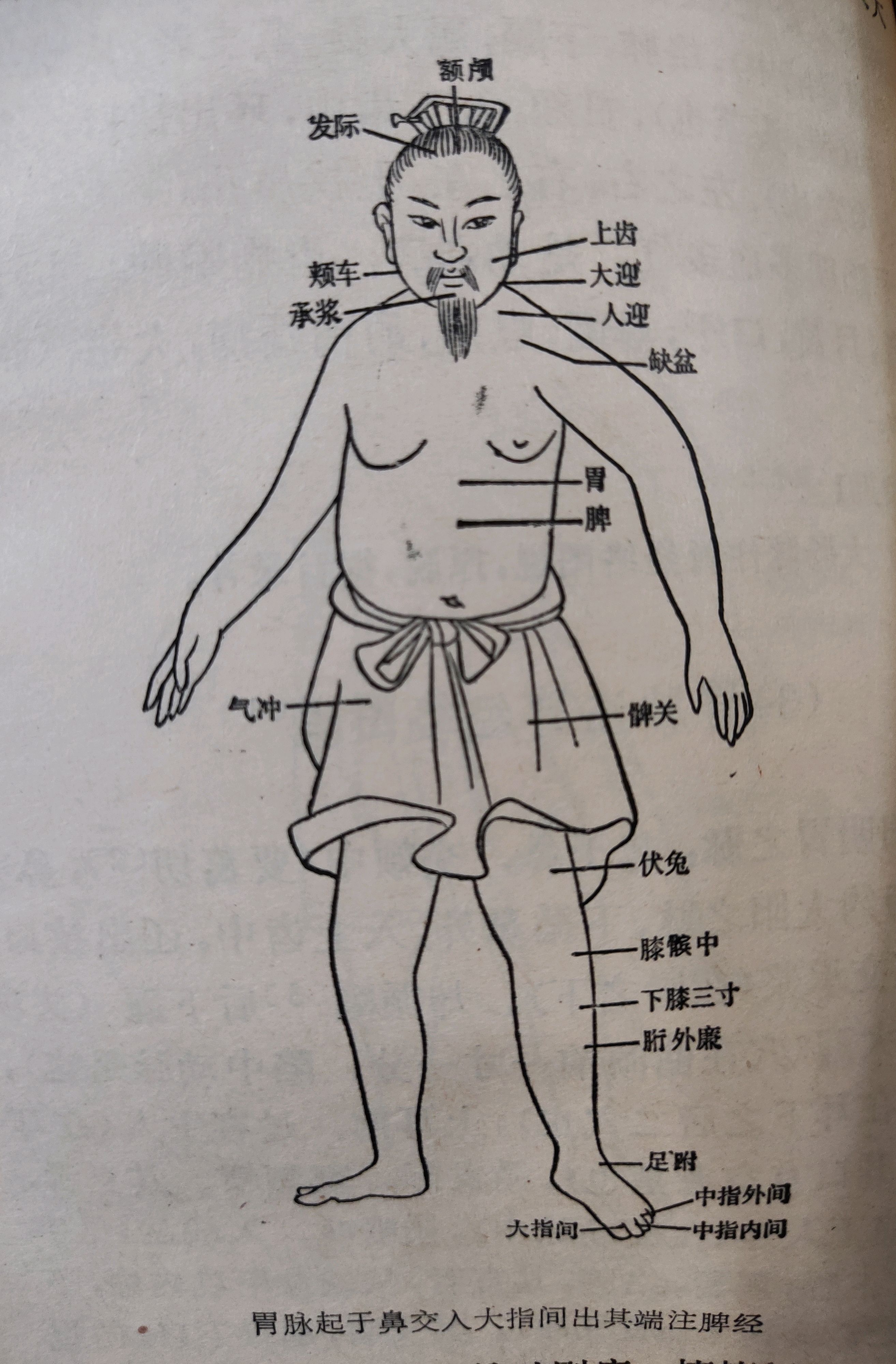 胃脉注脾经络图说