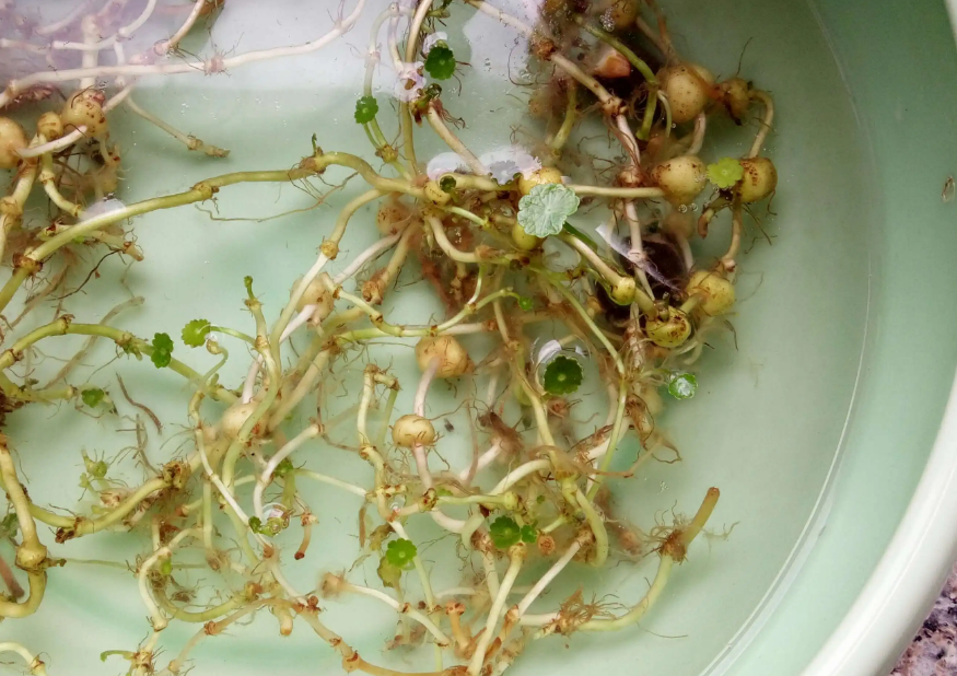 金钱草种子的种植方法