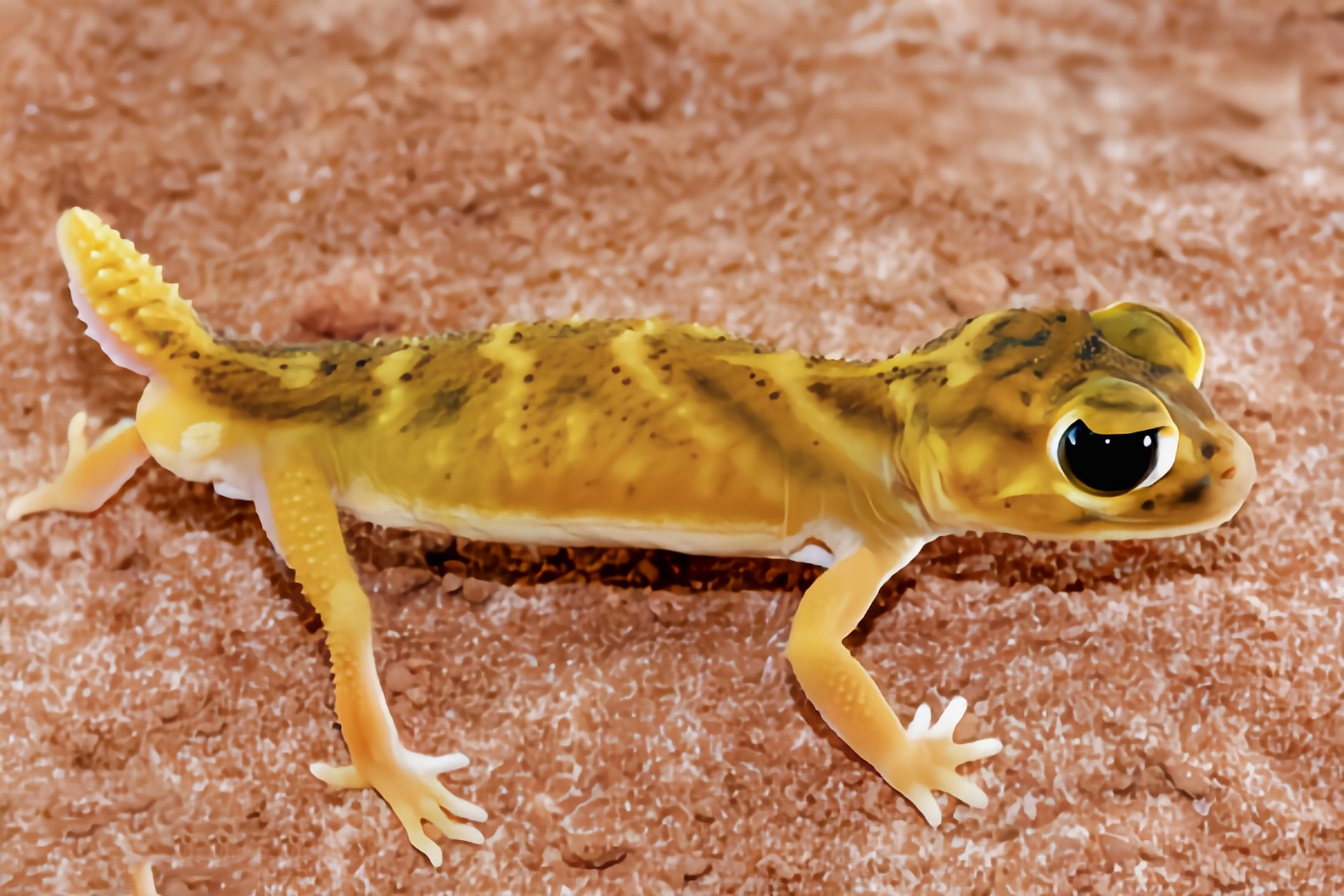 德珠尾虎蜥蜴目,壁虎科,瘤尾守宫属动物,数量稀少且分布狭窄,仅分布于