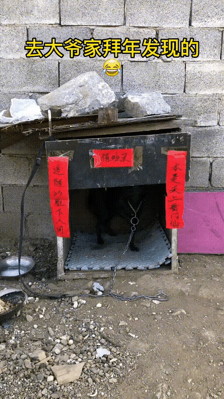去大爷家拜年发现的,狗窝也贴上了春联,上联:本是天上看门仙,下联