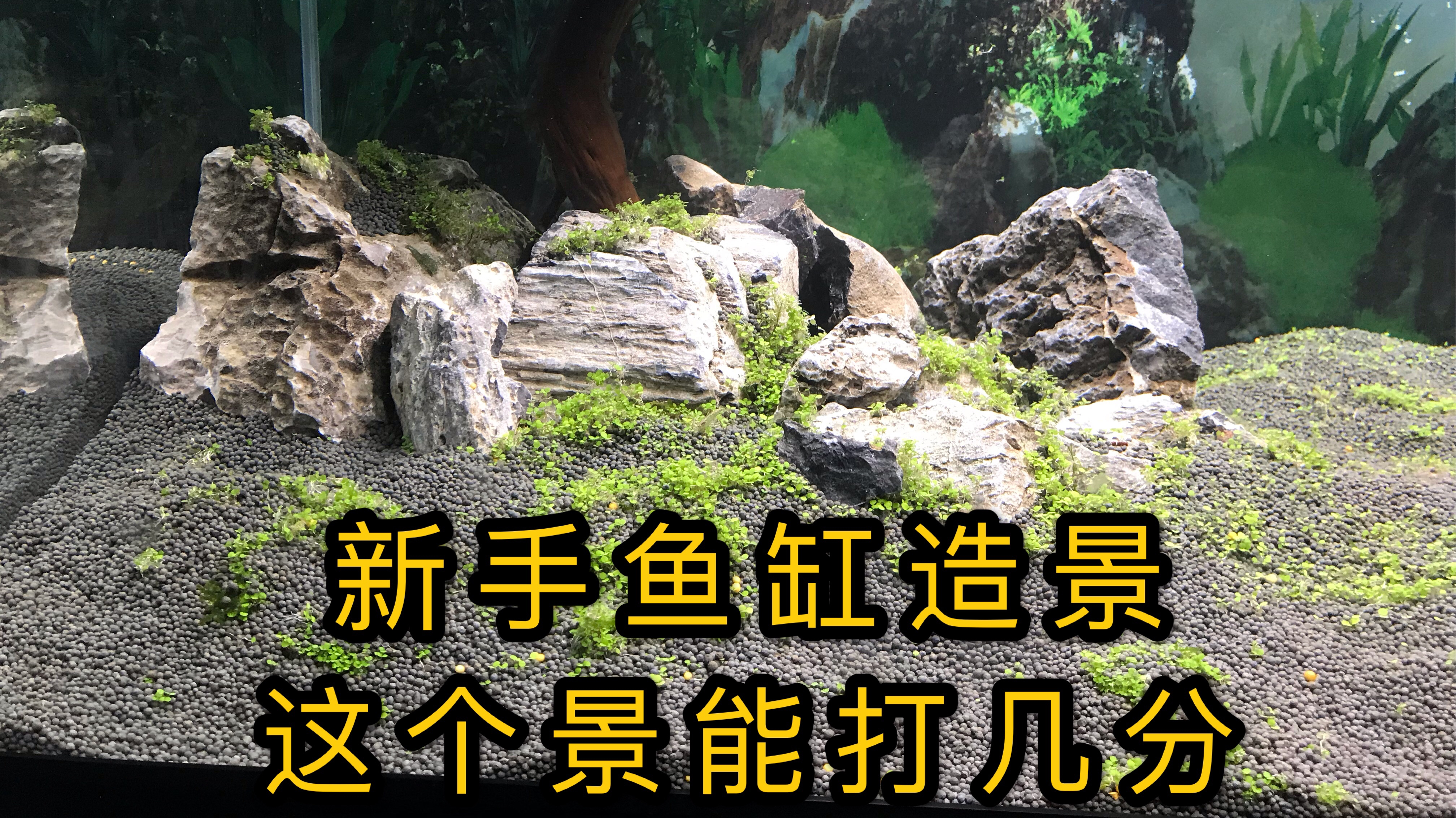 朋友的大鱼缸改造成一个草缸,养热带鱼,看看初期效果怎样