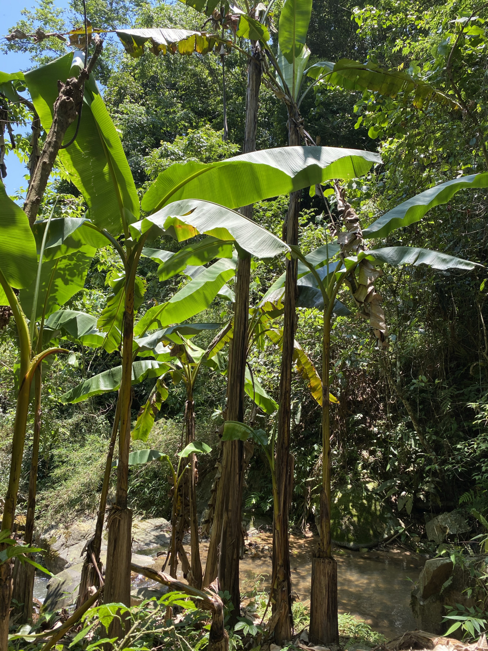 野芭蕉,果实跟市面的
