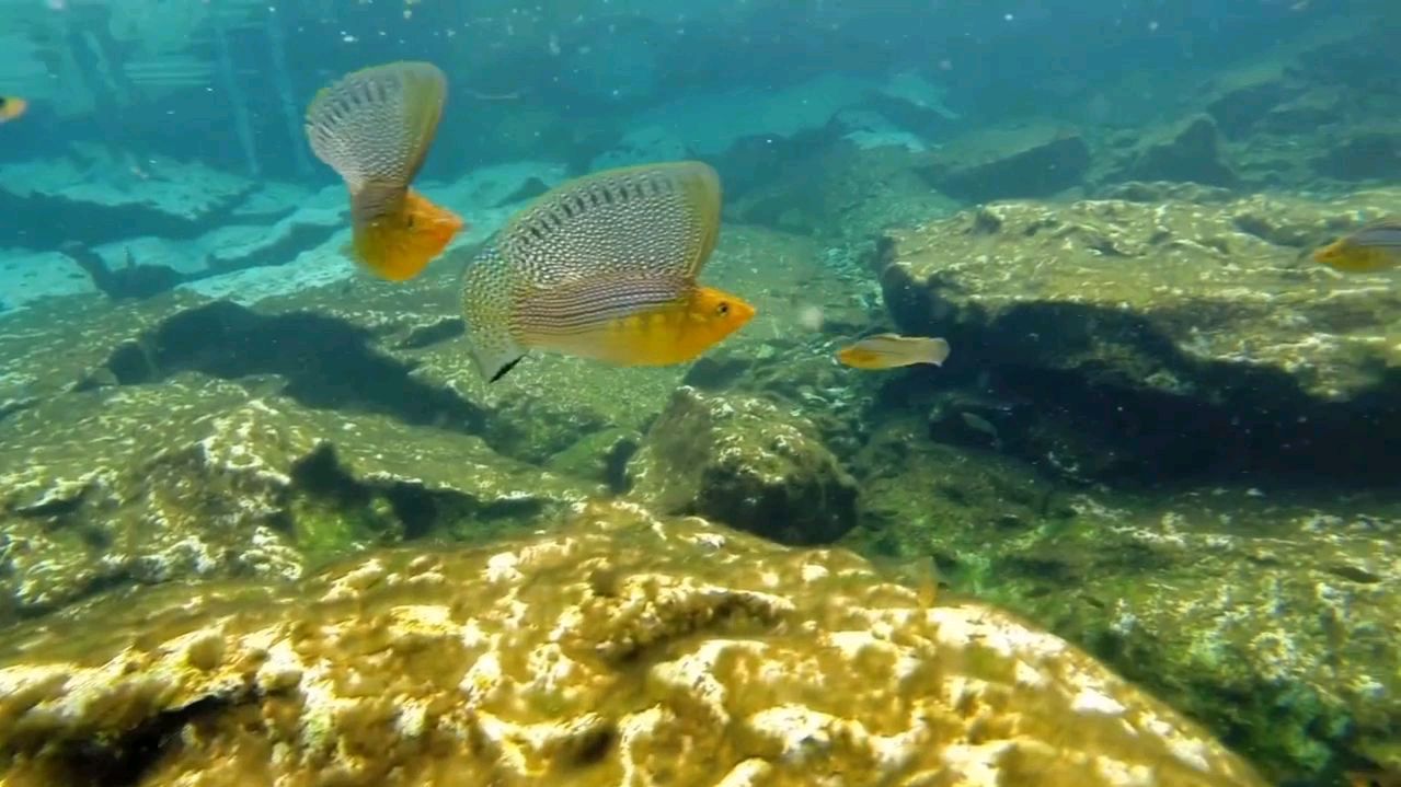 玛丽鱼市场上随处可见,但野生海水里的状态见过没