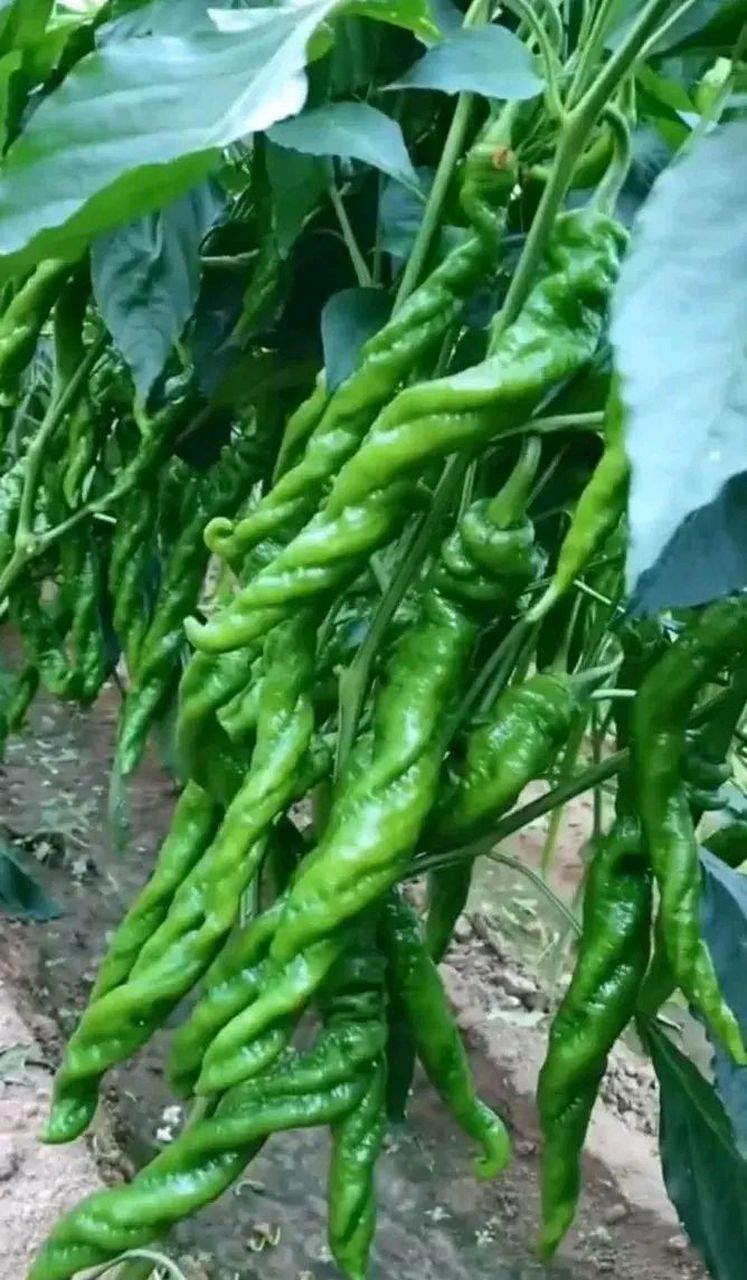 我扭扭扭,辣劲就是这么来的吧