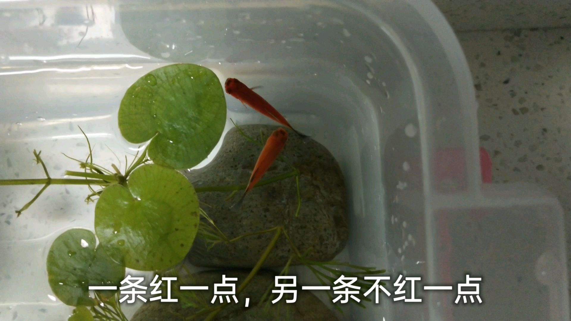 小宠物鱼竟然耐高温,顽强的生命力让人感动,快来围观