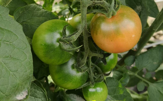 春桃圣女果是转基因吗